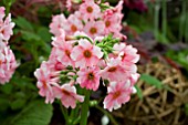 PRIMULA JAPONICA CHERRY BLOSSOM