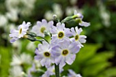 PRIMULA ZAMBALENSII