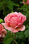 ROSA PRINCESS ALEXANDRA OF KENT