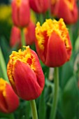 TULIPA DAVENPORT