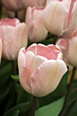 TULIPA DOUGLAS BADER