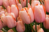 TULIPA MENTON