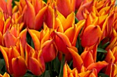 TULIPA ROYAL DESIGN