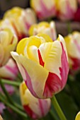 TULIPA WORLD EXPRESSION