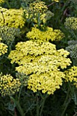 ACHILLEA CREDO