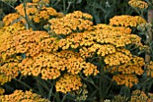 ACHILLEA TERRACOTTA