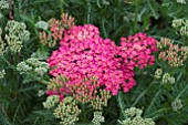 ACHILLEA WESERSANDSTEIN