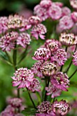 ASTRANTIA CARNIOLICA RUBRA