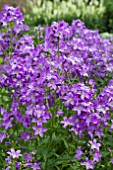 CAMPANULA PRICHARDS VARIETY