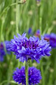 CENTAUREA BLUE DIADEM