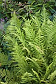 DRYOPTERIS WALLICHIANA