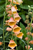 DIGITALIS GOLDCREST