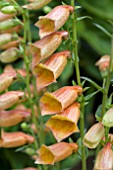 DIGITALIS GOLDCREST