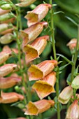 DIGITALIS GOLDCREST