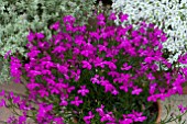 LOBELIA PURPLE STAR