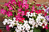 NICOTIANA SARATOGA MIXED