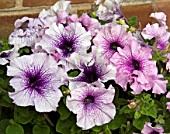 PETUNIA PRISM VEINED