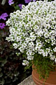 THYMUS ALBUS CREEPING WHITE