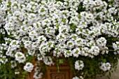 THYMUS ALBUS CREEPING WHITE