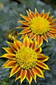 GAZANIA TOTONACA