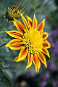 GAZANIA TOTONACA