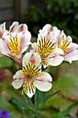 ALSTROEMERIA ATHENA