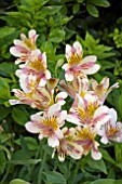 ALSTROEMERIA ATHENA