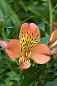 ALSTROEMERIA PRINCESS MATHILDE