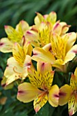 ALSTROEMERIA PRINCESS ARIANE