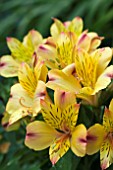 ALSTROEMERIA PRINCESS ARIANE