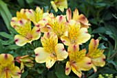 ALSTROEMERIA PRINCESS ARIANE