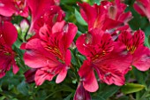 ALSTROEMERIA PRINCESS EMMA