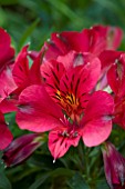 ALSTROEMERIA PRINCESS EMMA