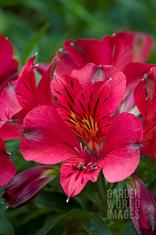 ALSTROEMERIA_PRINCESS_EMMA