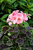 PELARGONIUM BULLSEYE SALMON