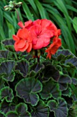 PELARGONIUM BULLSEYE SCARLET