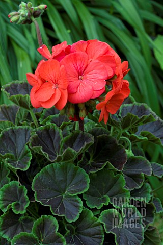 PELARGONIUM_BULLSEYE_SCARLET