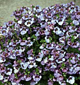 DIASCIA DENIM BLUE