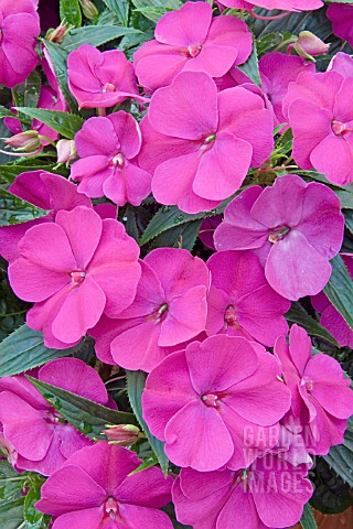 IMPATIENS_FANFARE_FUCHSIA_NEW_GUINEA