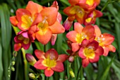 FREESIA FRAGRANT SUNSET