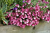 DIASCIA LITTLE DANCER