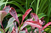 PHOTINIA PINK MARBLE