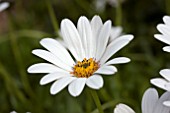 OSTEOSPERMUM SNOW PIXIE