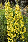 VERBASCUM PYRAMIDATUM