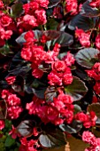 BEGONIA DOUBLET RED