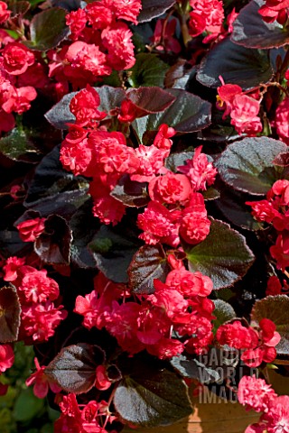 BEGONIA_DOUBLET_RED