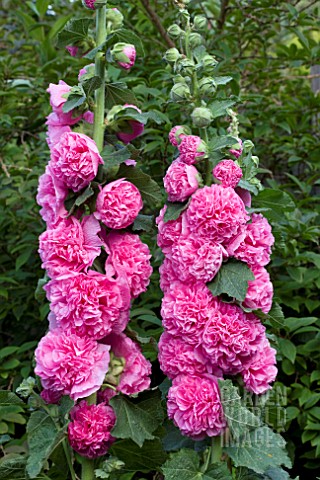 ALCEA_CHATERS_DOUBLE_PINK_HOLLYHOCK
