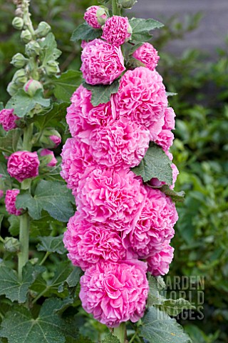 ALCEA_CHATERS_DOUBLE_PINK_HOLLYHOCK