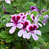 PELARGONIUM ORANGE FIZZ