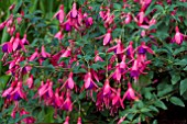 FUCHSIA TOM THUMB